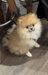 Pomeranian/Papillon valp