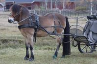 Drive out Bröstsele pony 