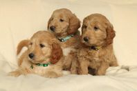 Goldendoodle, valp