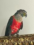 conure ett par