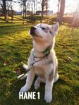 Siberian Husky Valp