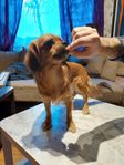 Tibetansk Spaniel/ Cavalier tik