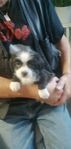 Blandisar shih tzu /Malteser 