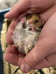 Hamsterungar