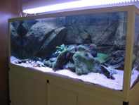 Akvarium med overflow, sump och Back To Nature bakgrund