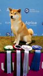 Shiba tik 6 år