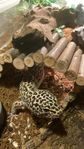 leopardgecko 