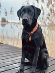 Labrador hane 4år 