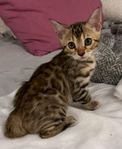 Bengal kattungar fina Caspian och Leon