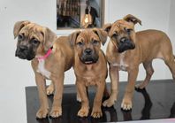 Bullmastiff / Bulldog 