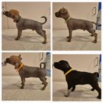 Xoloitzcuintle miniatyr 