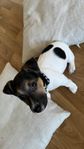 Jack Russel valp 9v. gammal