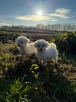 maltipoo valpar