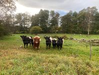 Belted Galloway kor