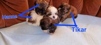 Blandras shih tzu 