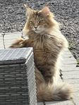 Maine coon hona 