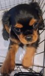  Milo Cavalier King Charles Spaniel valp söker sin familj 