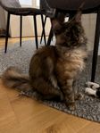 Maine coon 