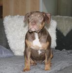 American bully valpar