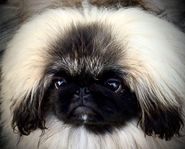 Pekingesevalp