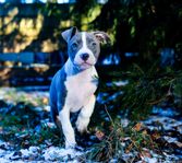 Blue Amstaff valpar 