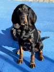 Black and tan Coonhound tik 