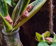 Crested Gecko / Ögonfrans Gecko