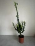 African milk tree (euphorbia trigona) - cactus/succulent