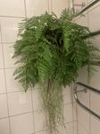 Very realistic plastic fern