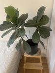 Tall fiddle-leaf fig tree