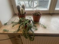 Cacti and succulent trio