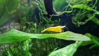 Räkor Neocaridina neon yellow stripe