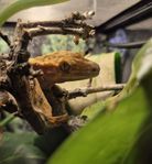 ögonfransgecko med terrarium