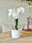 Vit Amaryllis/Julblomma/Konstväxt/Konstblomma/Jul