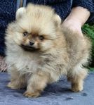 Pomeranian SKK reg