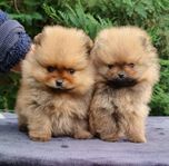 Pomeranian SKK reg