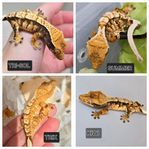 ögonfransgecko ungar