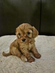 cavapoo-valpar hanar f1