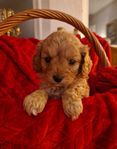 Cavapoo valp hane