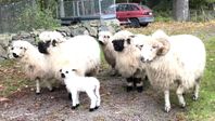 2 Valais blacknose tackor med 3 mix lamm och kastrerad bagge