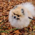 Pomeranian utlånas till avel (ej till salu) 