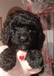 Mini/Medium Labradoodle valpar