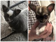 Chihuahua-valpar  reg-stamtavla 