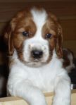 Welsh springer spaniel