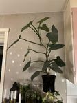 philodendron 