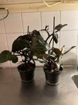 philodendron 