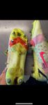 Nike Mercurial, Magista, mizuno Made in japan, adidas f50