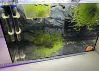 Akvarium med fiskar