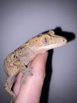 Ögonfransgecko