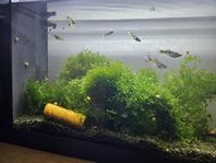 Tiger endler guppy 12st plus yngel